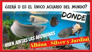 ¿será o es el único acuario del mundo? donde viven las arowanas ALBINA-SILVER Y JARDINI