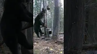 Не стал медведь оставлять приманку до весны. 😂😂😂 
