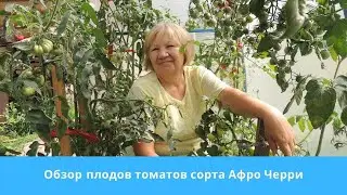 Обзор  плодов томатов сорта Афро Черри