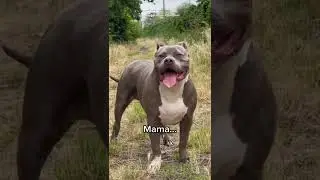 American Bully Xl - Pitbull Family 