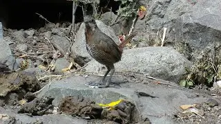 Turca (Pteroptochos megapodius)