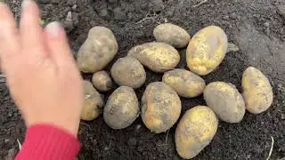 Potatoes: Charodey, Krone, Comet, Granada, Magadansky, Northern Lights, Shvedka. From September 5