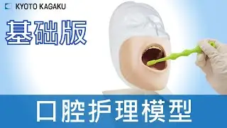 口腔护理模型基础版 M89 Kyoto Kagaku