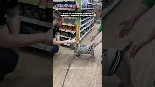 I thought he was there for some treats, but it turned out... 🥹