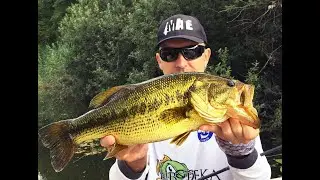 Big Bass Release