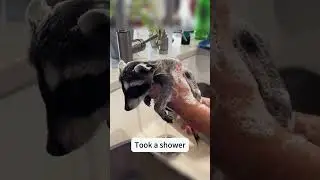 A dog brought a raccoon home and the owner couldn't refuse her.