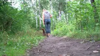 Легенда Ламборджини 9 недель. Первые уроки послушания