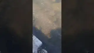 Змея//парк Солнечный остров//Краснодар