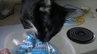 Vegan Cat