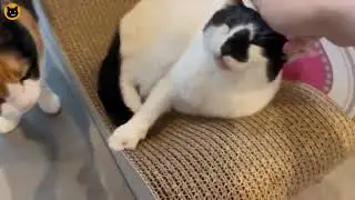 Lovely weekend with kitties | meeowTV