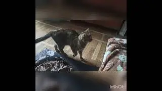 Марси и Персик мои помощники