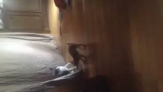 Puppy body slammed by annoyed cat