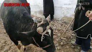 10.01.2020 yil Surxondaryo uzun juma mol bozori narxlari