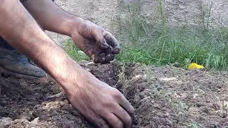 Solucan gübresi ile fide dikimi