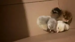 Цыплята вывелись.