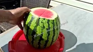 Обзор и дегустация Томатов, Арбузов и Дынь