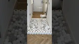 The idea was that Mia should step on the toilet paper rolls 🧻 but Mia didn’t agree with it🌚