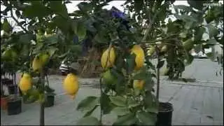 mercato delle piante e dei fiori