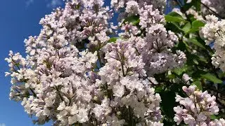 Lilac garden in Moscow