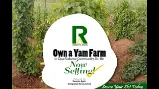 🌱 Remote Agric: Own A Yam Farm Project 2024 - 2025 | Invest in Agriculture Today! 🌱