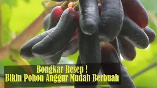 Soup Recipe, Makes Moondrop Grapes Fruit [Planting and Fertilizing Media Tutorial]