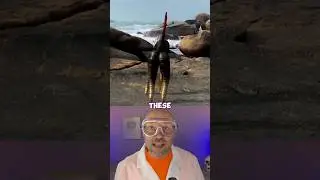 Animals recently discovered