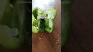 smallest snake