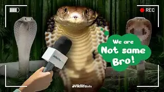 King Cobra Isn’t a True Cobra?! Here’s Why!