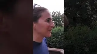 Regular Cicadas vs The Giant Cicada #naturesounds
