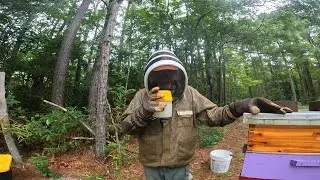 Mite Wash inspection