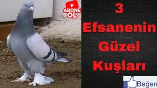 3 Efsanenin güzel kuşları 