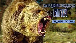 Нападение медведя или предательство друга.Аудио рассказы.🔊🔊🔊📽🎞истории из жизни.