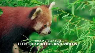 Cinematic Film LUTs for Photoshop, Premiere Pro, LumaFusion, Final Cut Pro, Davinci Resolve and More