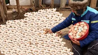 I COLLECTED EGGS FROM THE NEEDS FOR 5 DAYS RESULT!!! END OF THE YEAR