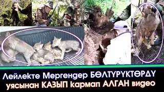 Лейлекте БӨЛТҮРҮКТӨРДҮ уясынан КАЗЫП кармап АЛГАН видео | 