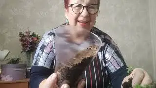пикирую томаты проливаю укоренителем