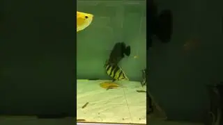 Đến giờ ăn rồi nè