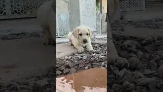 We dare you not to laugh at this video 🤣🐾🐶🥰 #doglover #pets #labrador #shorts