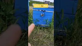 🐝🍯