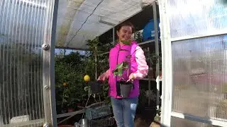 Цитрусовый рай в Майкопе, и не только цитрусы...