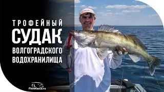 И всё-таки я его нашёл! Трофейный судак Волгоградского водохранилища [FishMasta.ru]