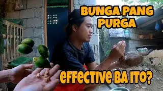 PAANO MAG PURGA NG MANOK GAMIT ANG BUNGA, EFFECTIVE NGA BA?