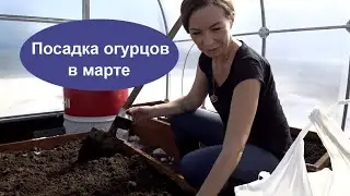 Посадка огурцов в теплицу