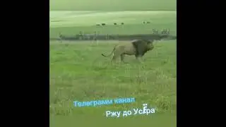 Боевой дух. Приколы с животными