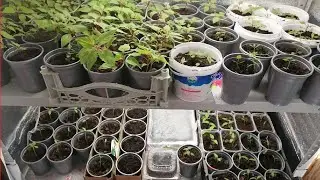 Стеллаж для рассады. Моя рассада. Краснодарский край