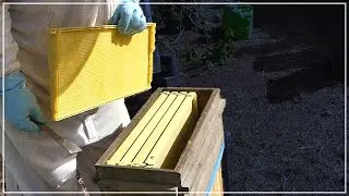BEES DO BETTER with this... Master Beekeeper Shares UPS AND DOWNS