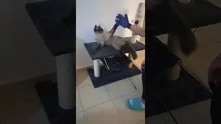 #cat