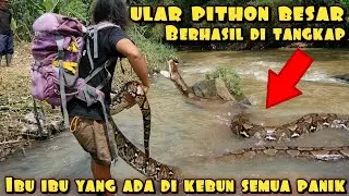 RAJA ULAR PITHON BESAR BERHASIL DI TANGKAP