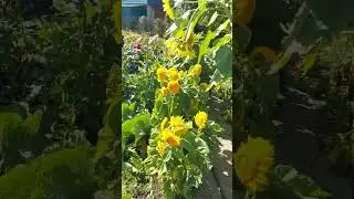 Цыплят по осени считают, а цветы ...#подпишись #дача #образование #flowers