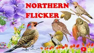 NORTHERN FLICKER 💖💖💖